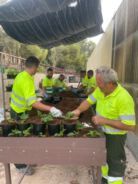 El Ayuntamiento de Lorca inicia la plantación en los viveros municipales de las tradicionales flores de pascua que decorarán plazas y parques del municipio esta Navidad