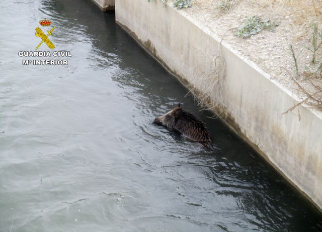 La Guardia Civil rescata a un jabalí que había caído a un canal en Lorca