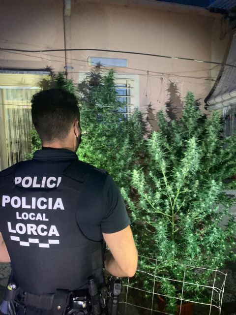 La Policía Local de Lorca incauta cinco plantas de marihuana en dos viviendas de los barrios de San Pedro y de San Juan