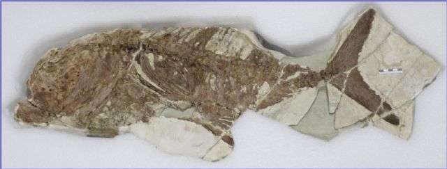El Museo Arqueológico expone un pez fósil de hace unos 5,5 millones de años hallado en un yacimiento paleontológico de Lorca