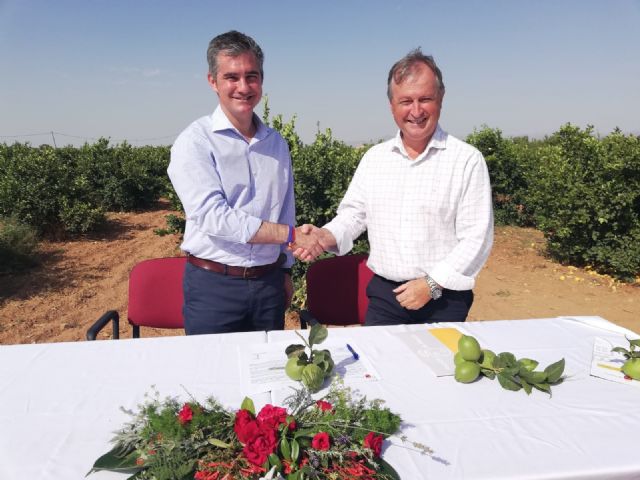 Agricultura estudia la viabilidad del cultivo de un nuevo limón Verna en el municipio de Lorca