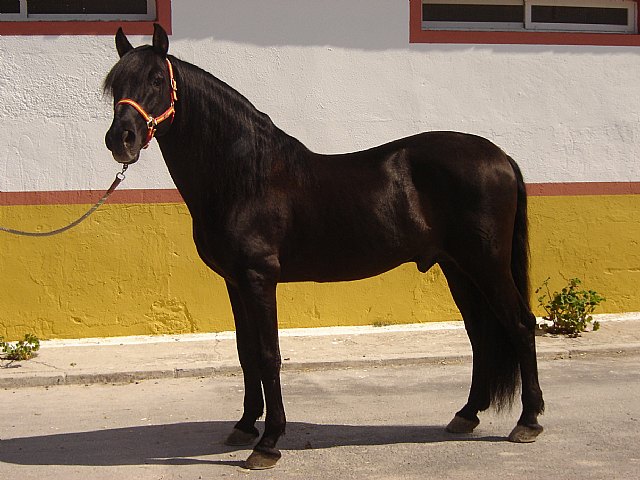 'Gento', uno de los sementales de pura raza más solicitados.