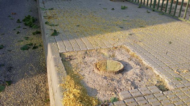 El PSOE denuncia la 'tala salvaje' de árboles con la que el PP sigue eliminando zonas verdes en Lorca