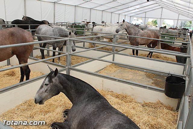 La 20ª edición de la Feria Internacional del Caballo FERICAB ya está en marcha