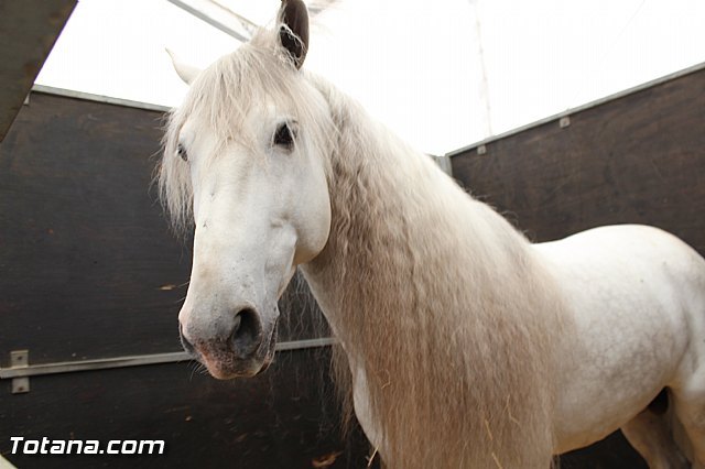 Faraones, maceteros nobles y cantineros de azahar, en la edición de FERICAB de este año