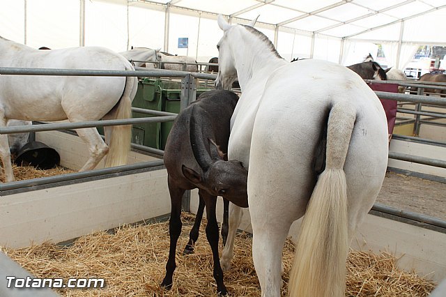 Se inaugura la 20ª edición de la Feria Internacional del Caballo, FERICAB