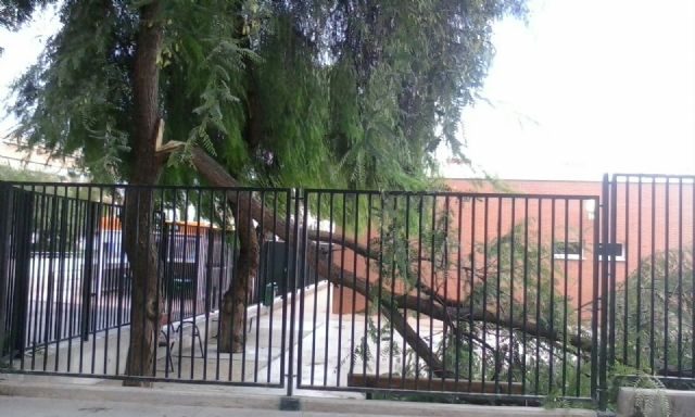 El PSOE exige a la Sra. Ibarra que ordene la revisión exhaustiva del inventario municipal de árboles ante los peligrosos desprendimientos de los últimos días en Lorca