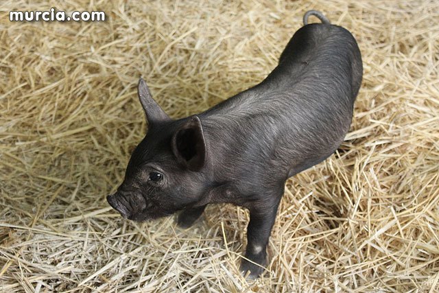 Éxito de participación en las primeras jornadas de SEPOR 2015