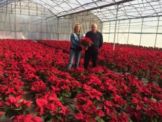 El Ayuntamiento de Lorca plantará en los jardines del municipio 2.500 flores de pascua de su propio vivero