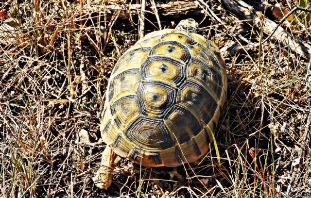 IU-verdes denuncia que PP y C´s se alían en Lorca para recalificar el Cabezo de la Jara y permitir su urbanización
