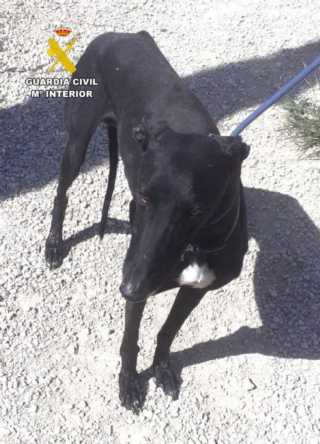La Guardia Civil investiga en Lorca al propietario de un galgo y a un veterinario por certificar su muerte cuando estaba desaparecido