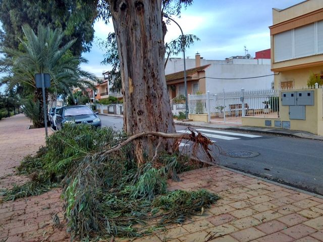 El PSOE pide la revisión y poda responsable del arbolado de gran porte