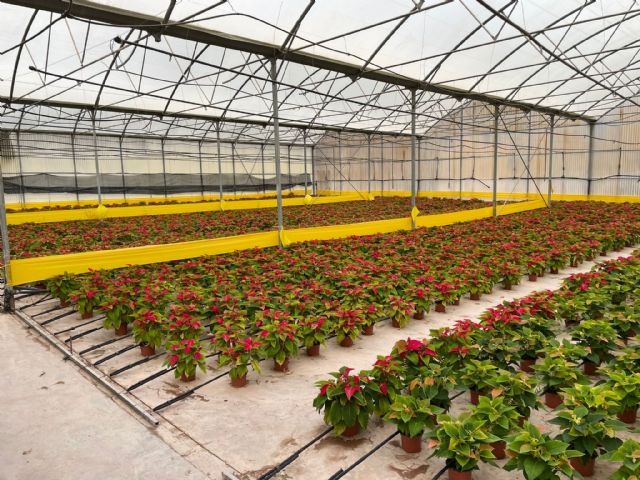 El Ayuntamiento de Lorca lleva a cabo el cultivo, en los viveros municipales, de las tradicionales flores de pascua que decorarán plazas y parques del municipio esta navidad