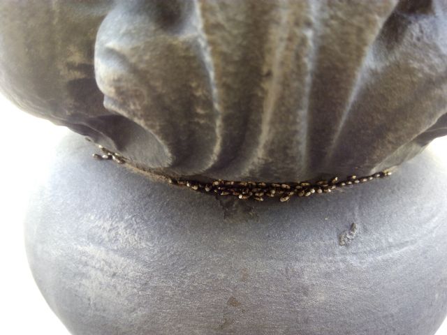 IU-Verdes Lorca denuncia una plaga de chinches en la calle Corredera