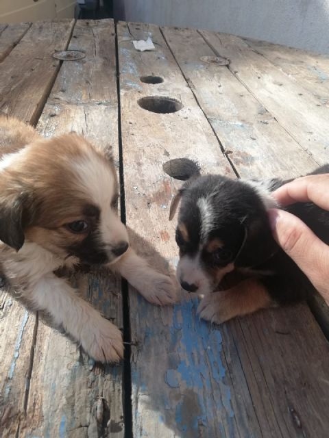 IU Lorca denuncia el abandono de camadas de perros en el mercado de Purias