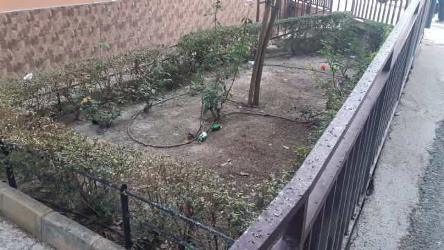 El PP exige una actuación de choque entre las calles Abenhalaj y avenida de Portugal, limpiando y desinfectando las aceras y el ejemplar de ficus