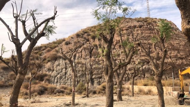 El Ayuntamiento de Lorca replanta los 14 ejemplares de jacaranda que fueron retirados de la Carretera de Caravaca