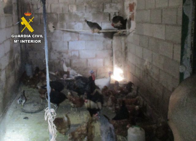La Guardia Civil descubre un núcleo zoológico clandestino y con carencias de bienestar animal en una vivienda en Lorca