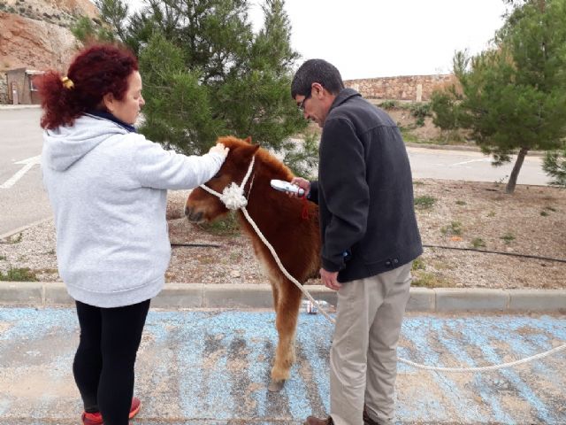 Aparece el presunto dueño del pony abandonado en Los Pilones en la mañana del jueves