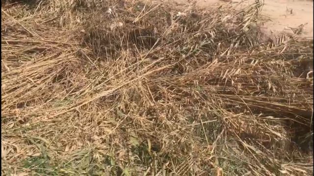 El PP denuncia el temerario desbroce que el gobierno de Mateos ha hecho en parte de la rambla de Ylorci, cortando miles de cañas y tirándolas al propio cauce