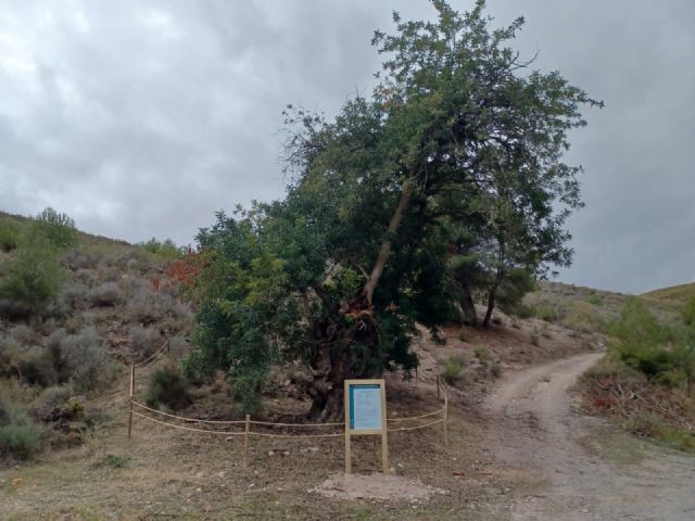 El Ayuntamiento de Lorca procede al vallado de dos ejemplares de árboles monumentales  en Zarcilla de Ramos y Morata