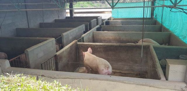 Ecologistas en Acción recurre la ampliación de una granja de porcino en Lorca