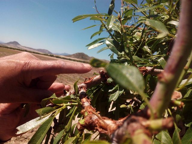 IU-Verdes pide al Alcalde que aproveche su condición de senador para solicitar una nueva regulación de los seguros agrarios