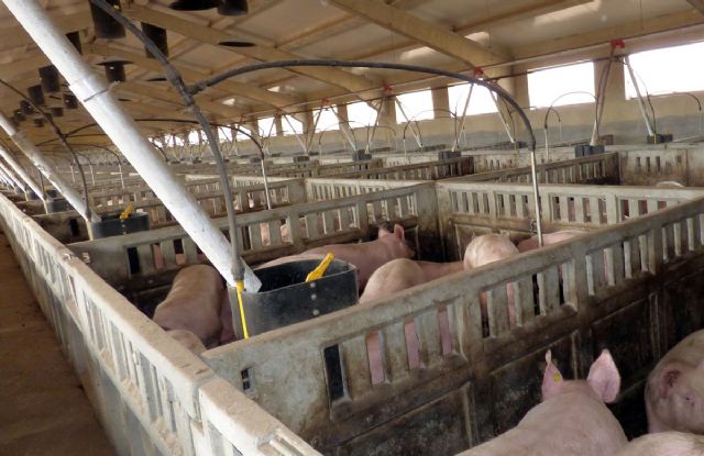 Ecologistas en Acción se opone a la ampliación de una macrogranja porcina en Lorca