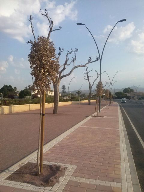 IU-Verdes alerta de que se están secando los ejemplares de encina de la rambla de Tiata