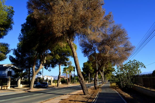 IU denuncia que la pinada que flanquea la carretera de Águilas a la altura de Purias se está secando