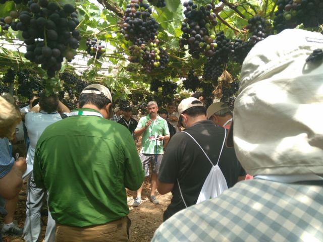 La nueva generación de variedades de uva de mesa a debate en Lorca