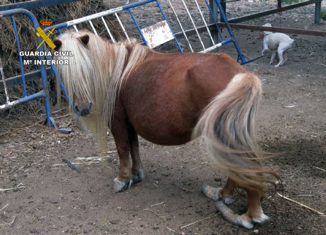 La Guardia Civil desmantela un núcleo zoológico clandestino con 572 animales en Lorca