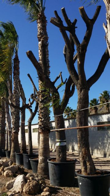 El equipo de Gobierno cumple con su compromiso de salvar el mayor número posible de los árboles que han tenido que retirarse con motivo de las obras en la carretera de Caravaca