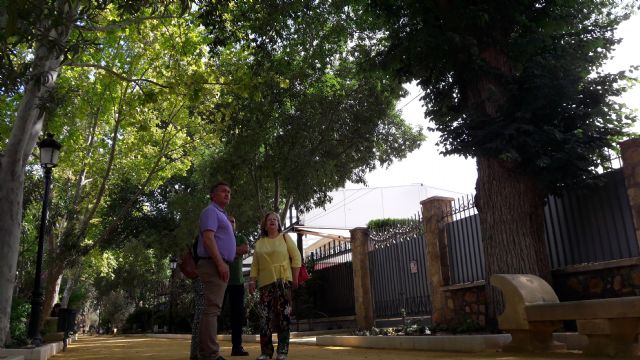 Una falsa platanera de 35 metros de altura, un olivo de 5,3 metros de diámetro troncal y el enebro de Alcoluche, entre los ejemplares destacados del Catálogo Municipal de Árboles