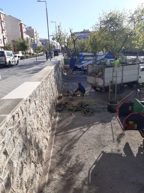 El PSOE exige a Fulgencio Gil explicaciones urgentes sobre la tala de varios ejemplares de moreras sanas en el parque de San Diego