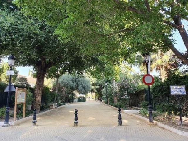 El Ayuntamiento de Lorca realizará este viernes un tratamiento fitosanitario para combatir la Galeruca en olmos