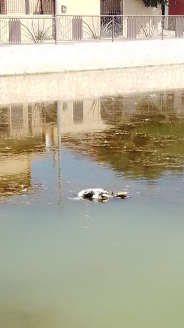 IU-Verdes alerta de un episodio de anoxia en el estanque de Doña Inés que está acabando con su fauna
