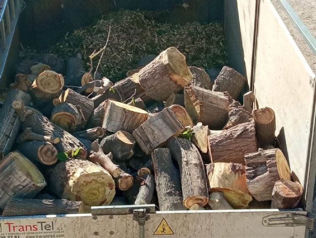 Nueva tala indiscriminada en el parque de la petanca de San Diego