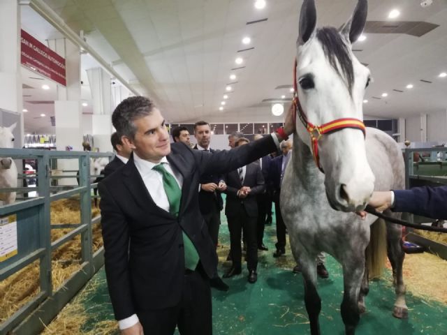 Equimur acoge a 400 ejemplares de equinos en su 24 edición