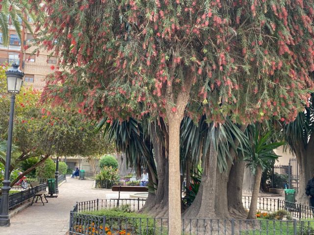 El PSOE propone iniciar fumigaciones intensas y urgentes ante la preocupante proliferación de insectos, como mosquitos y moscas en la ciudad y en pedanías
