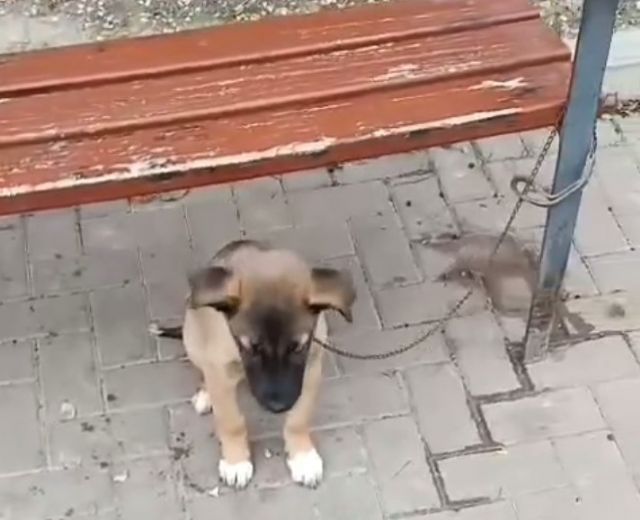 Izquierda Unida denuncia el abandono institucional ante el maltrato animal en Lorca y exige responsabilidades a la Concejalía de Sanidad