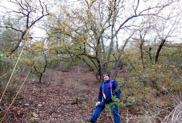 IU+P+AV exige que se ejecuten los acuerdos aprobados en Pleno para actuar con urgencia en los montes y el patrimonio arbóreo de Lorca