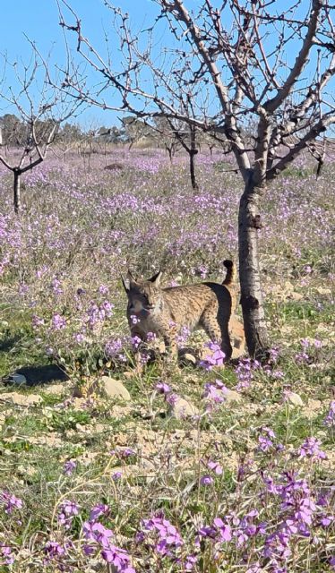 Las Tierras Altas de Lorca dan la bienvenida a Weeka y Windows con el inicio la nueva campa&ntilde;a de liberación del lince ibérico en la Región