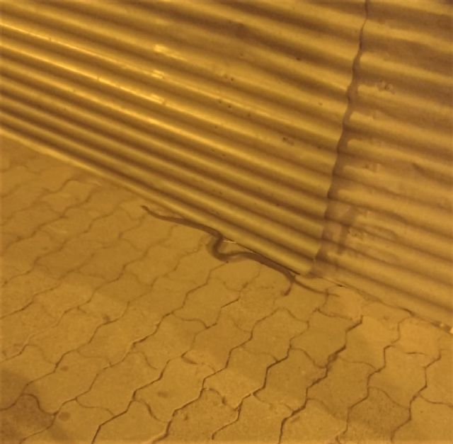 Vecinos del casco histórico denuncian plagas de garrapatas en las calles Martín Piñero y La Vela, cuyas mordeduras ya han afectado a varios niños