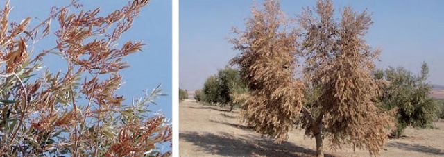 IU-Verdes vuelve a pedir acciones frente al 'ébola del olivo' que ya está a 200 km de Lorca