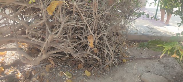 El PSOE de Lorca denuncia el estado de abandono del Parque de la Estación en Almendricos y pide mayor compromiso con las pedanías durante la época estival