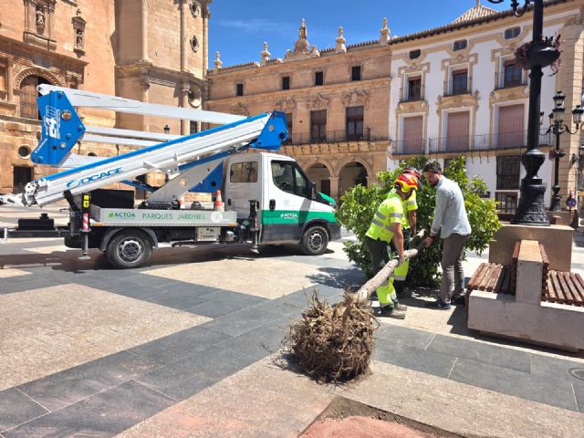 Plaza de España renovará su arbolado con la plantación de nuevos ejemplares para mejorar el sombraje y la imagen vegetal del entorno