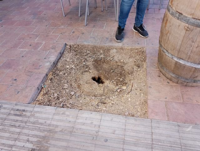 IU-Verdes Lorca exige una revisión del arbolado de la ciudad ante la constante tala de ejemplares enfermos