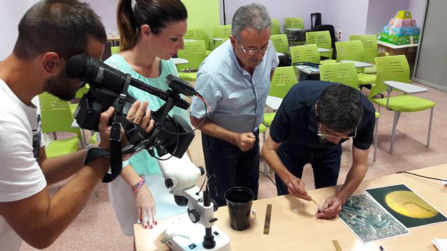 La supervisión de la concejalía de Sanidad mantiene en niveles ínfimos la presencia del mosquito tigre en Lorca