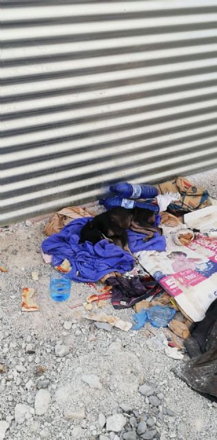 La colaboración ciudadana permite localizar a un perro que se había perdido y que se encontraba en estado de salud crítico